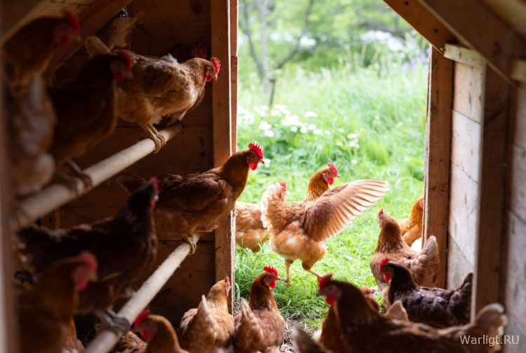 Курятник и Рассвет: Аналогия Квантового Перехода Земли в пятое измерение